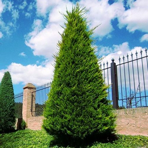 kuzel-cyprusovec-leylandii
