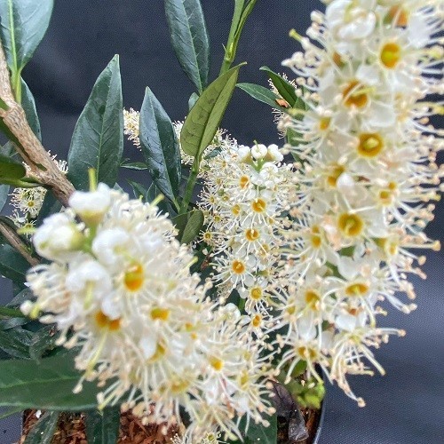kvety-vavrinovec-prunus.jpg