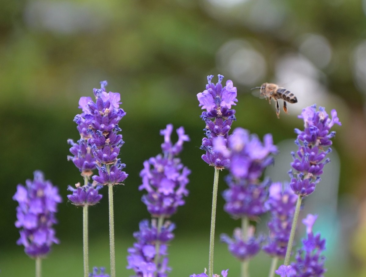 lavandula.jpg