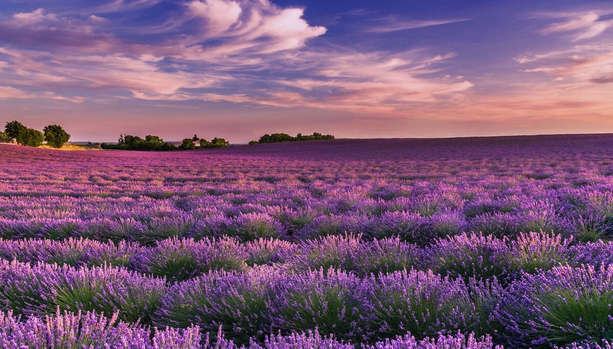 lavender