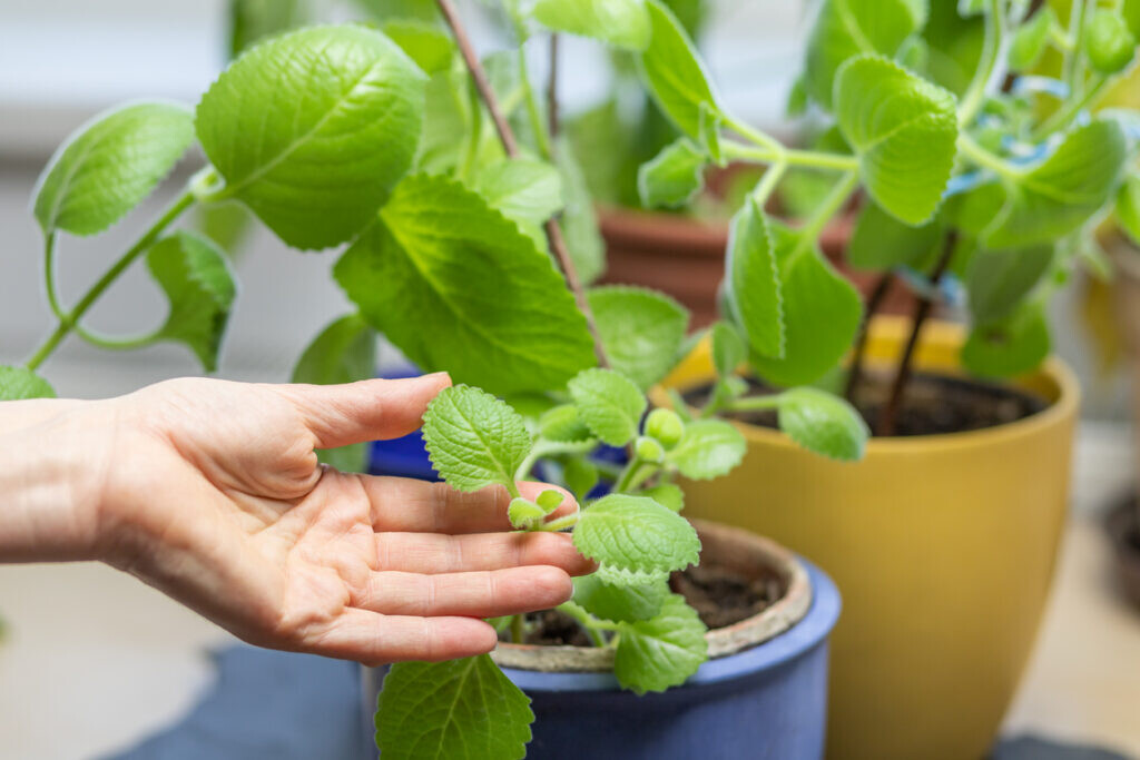 Growing Silver Spurflower. Hands of a woman are holding leaves of  this species of flowering plant in the mint family. 