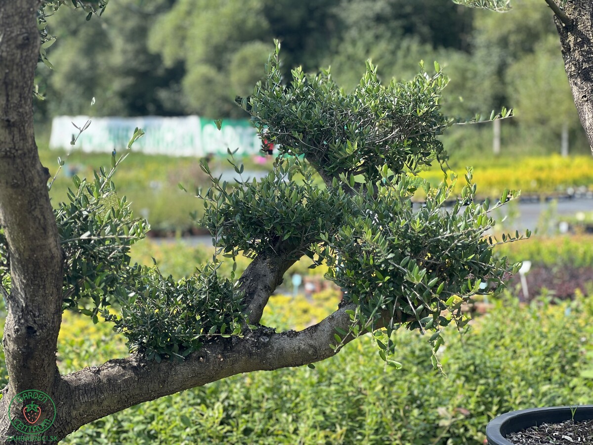 olea-europaea-olivovnik-europsky4.jpeg