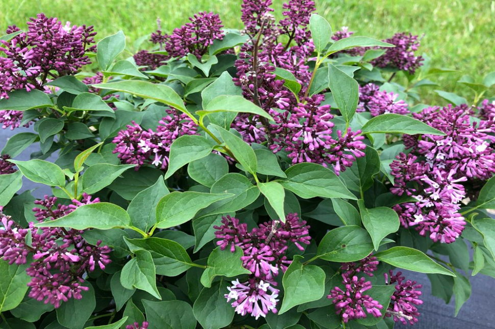 syringa