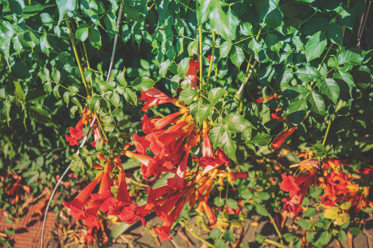 Flowering Trumpet vine bush. Nature background