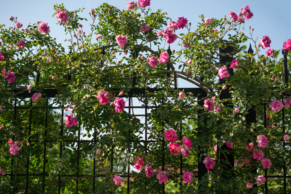 Beautiful color rose on a sunny spring day