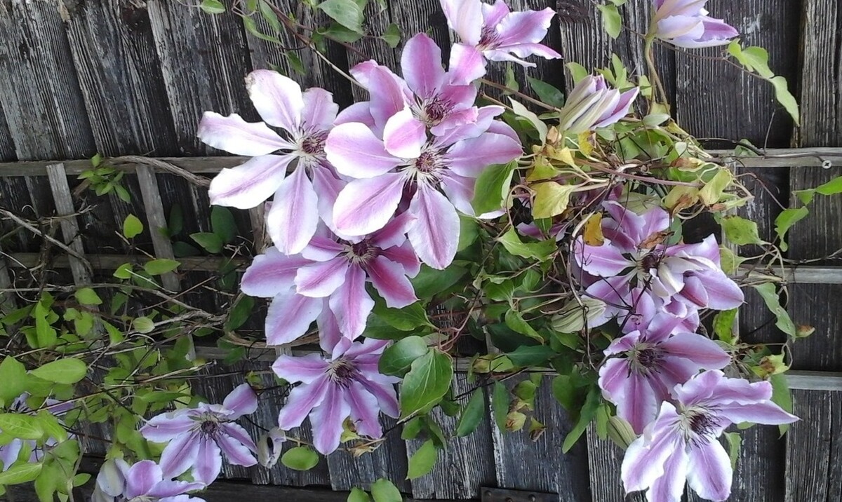 plamienky clematis