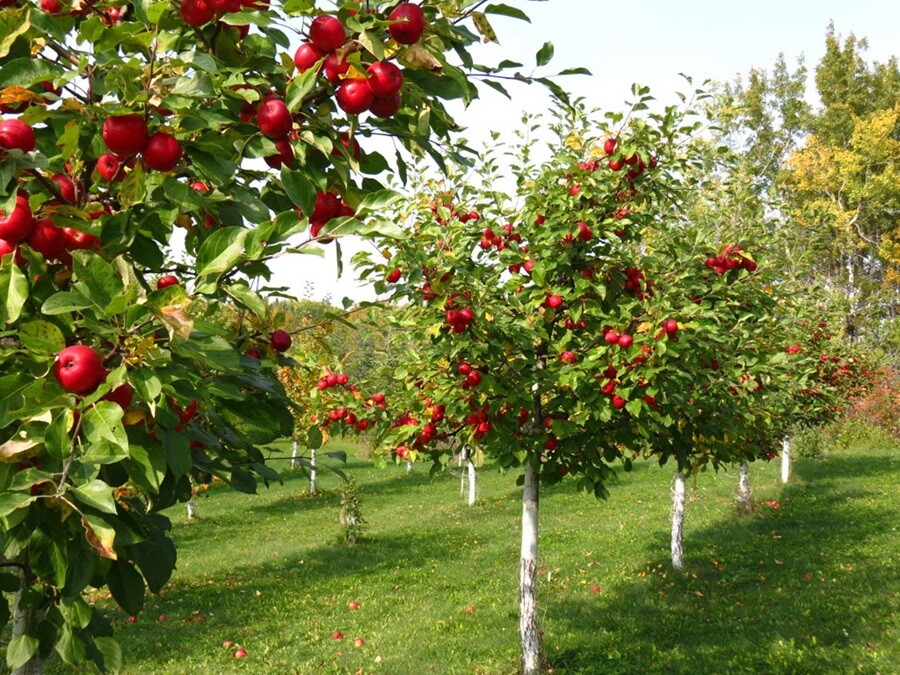apple trees
