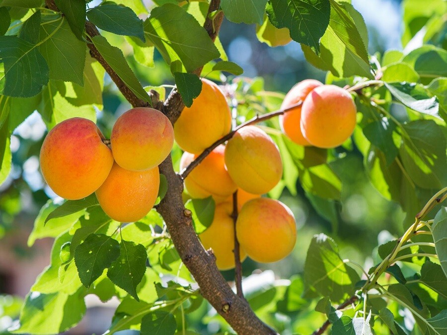 apricot tree