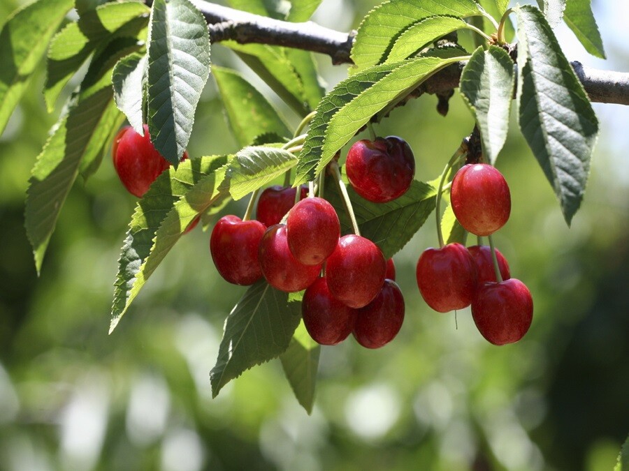 cherry trees