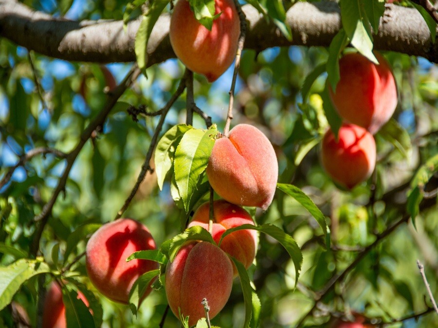 peach tree
