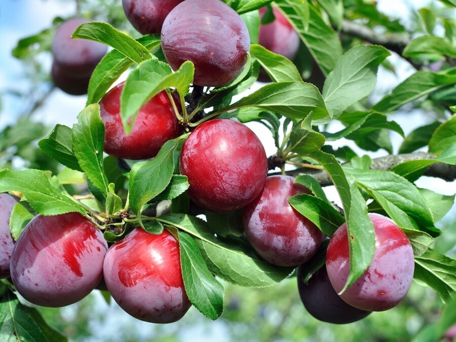 plum trees