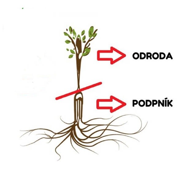 podpnik detail ovocne stromy jesen