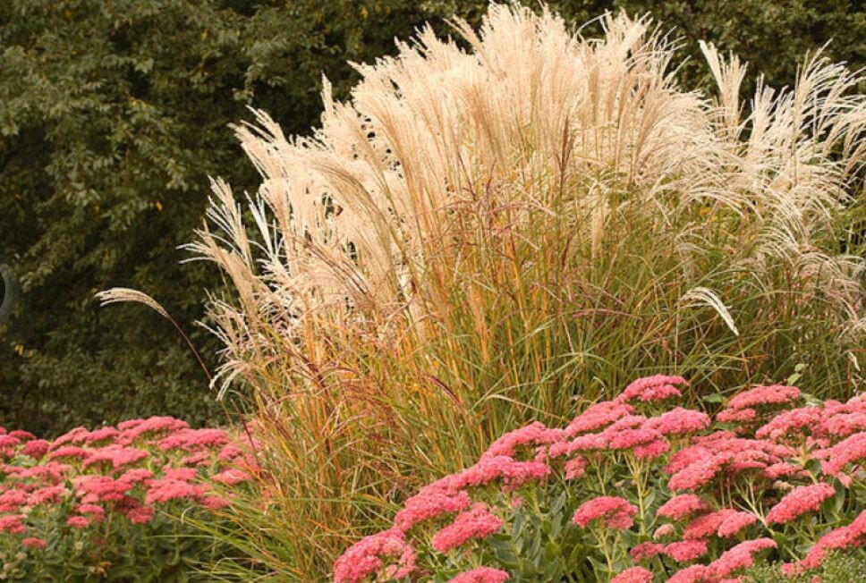 rozchdniky_sedum_.JPG