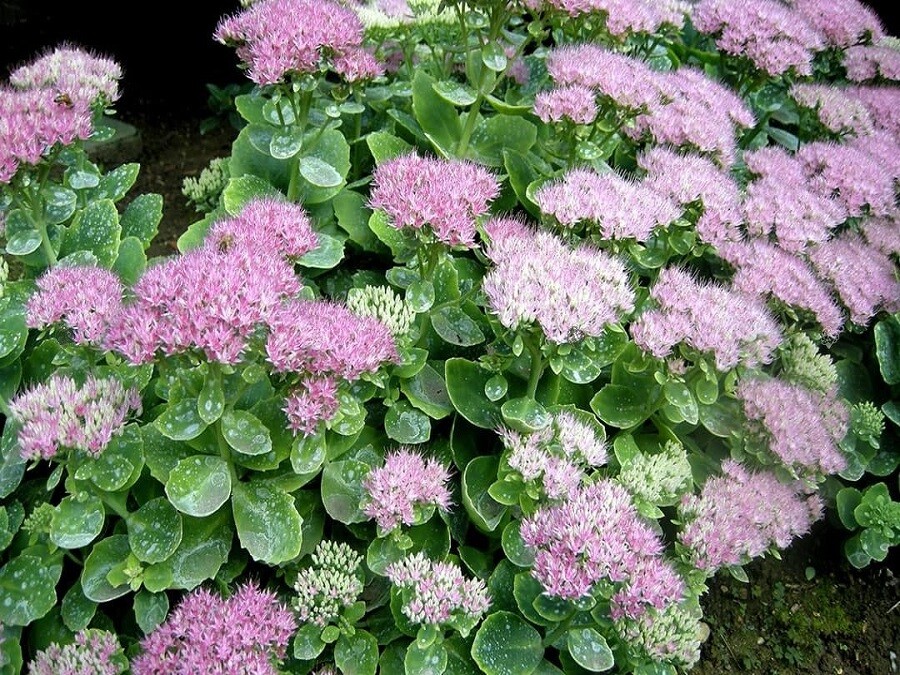 sedum brillant