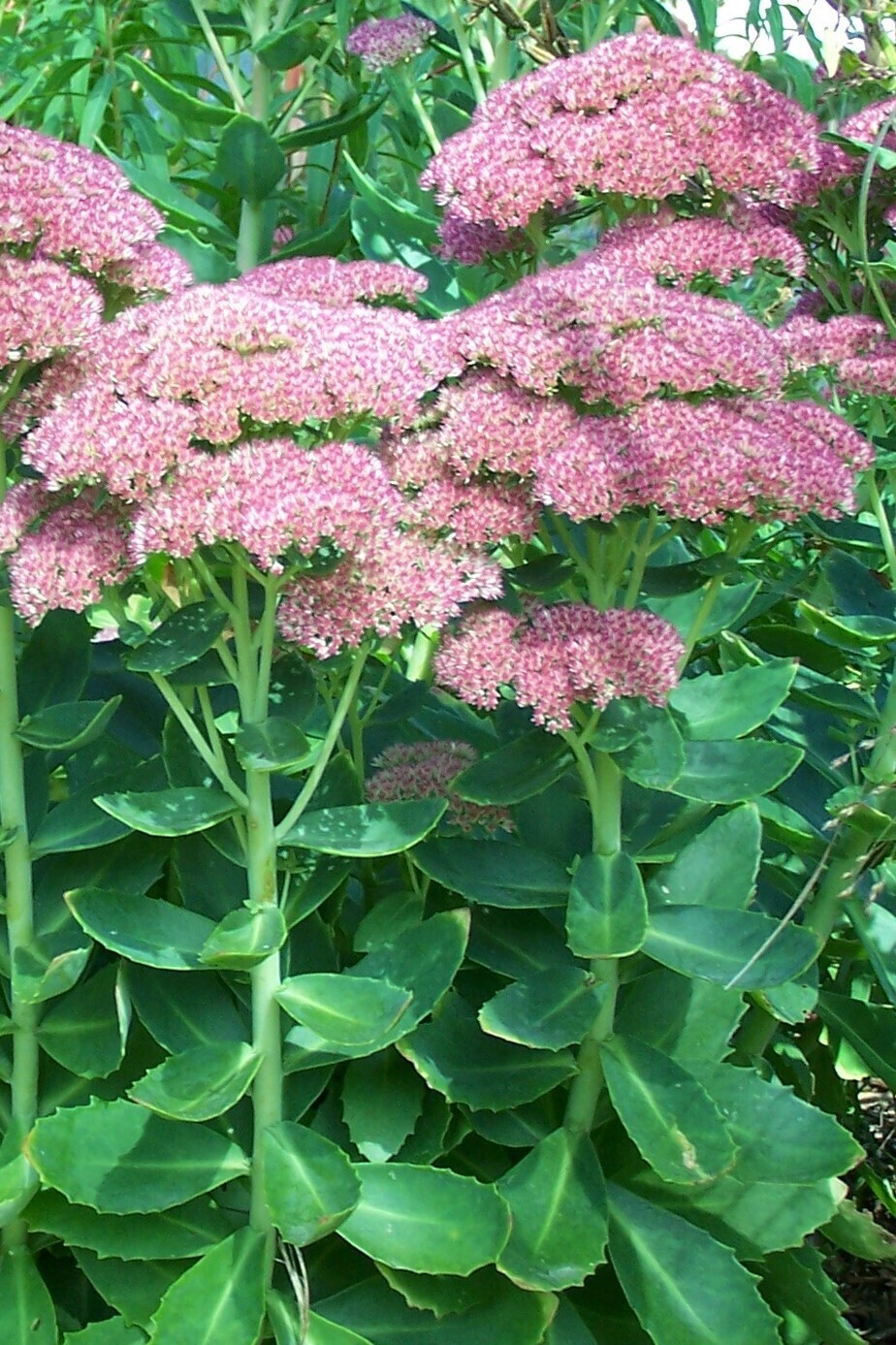 sedum__rozchodnik.jpg