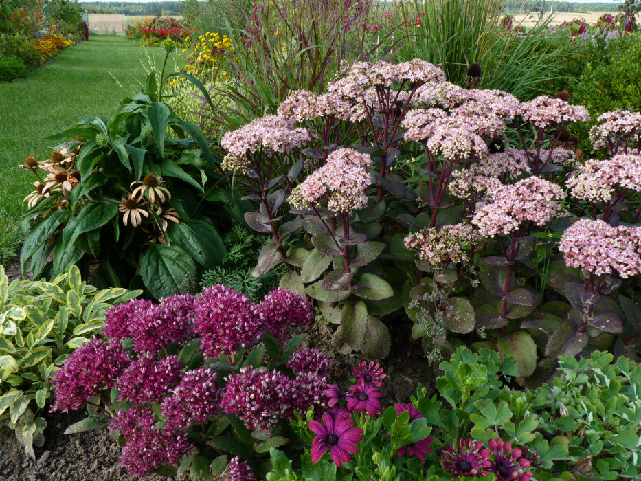 sedum_skalka_.jpeg