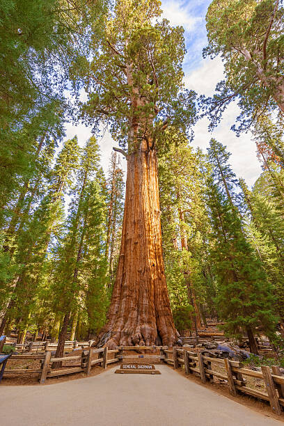 General Sherman Tree huge trunks in Sequoia National Park, California USA