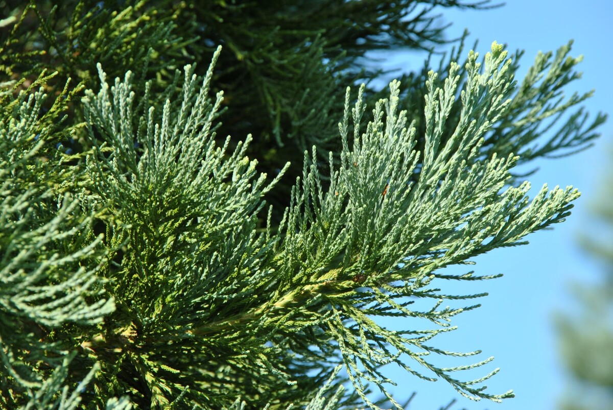 sequoiadendron giganteum glaucum