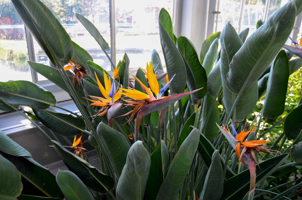 flowers strelitzia 1