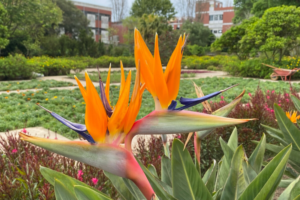 flowers strelitzia 2