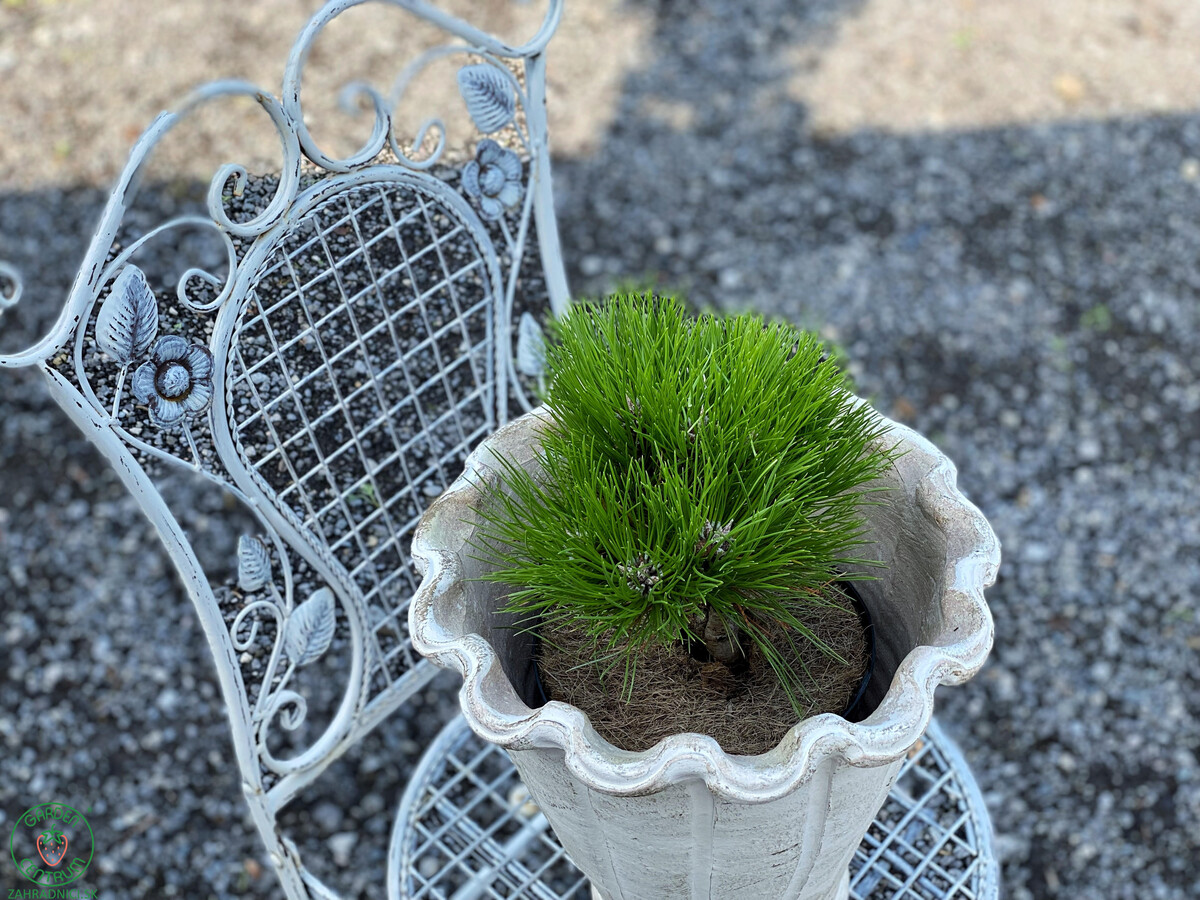 mariebregeon pinus borovica