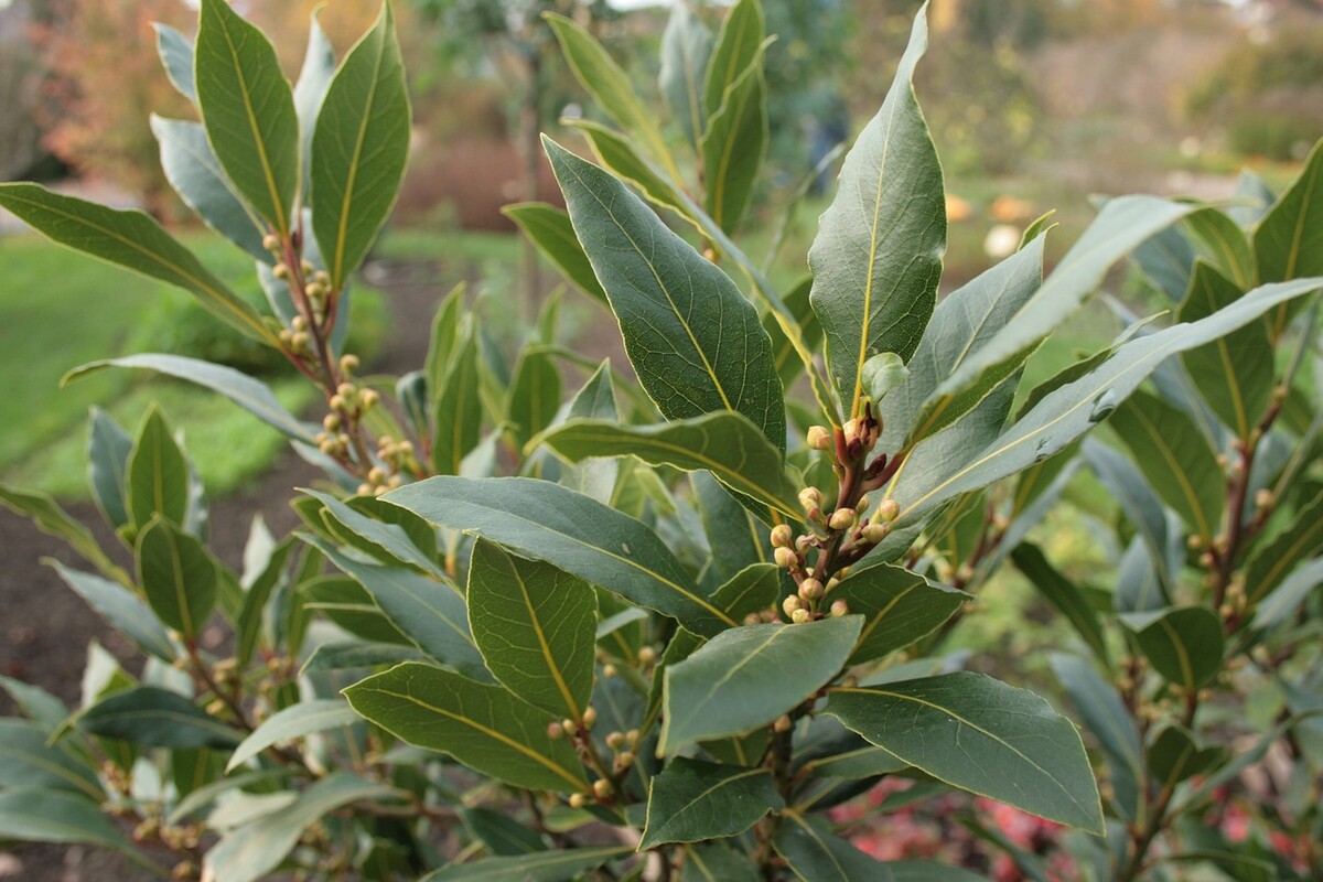 laurus nobilis bobkovy list