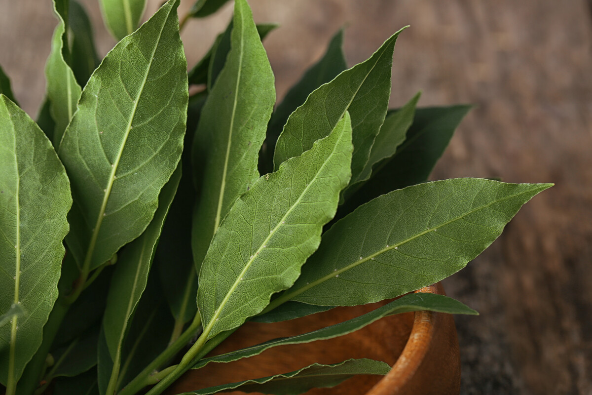 Fresh bay leaves in bowl on vintage wooden table
