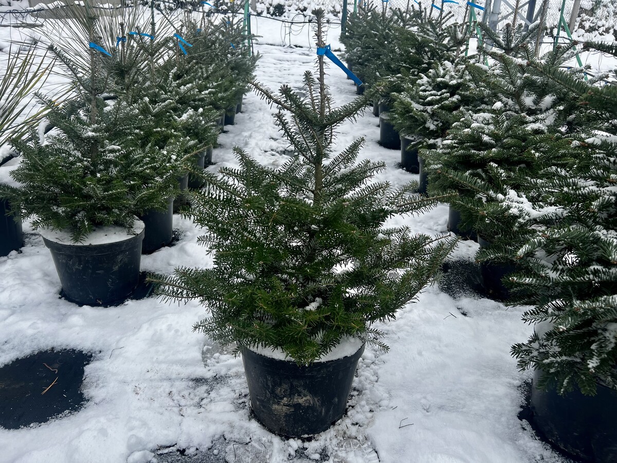 jedla korejska39 eur 2