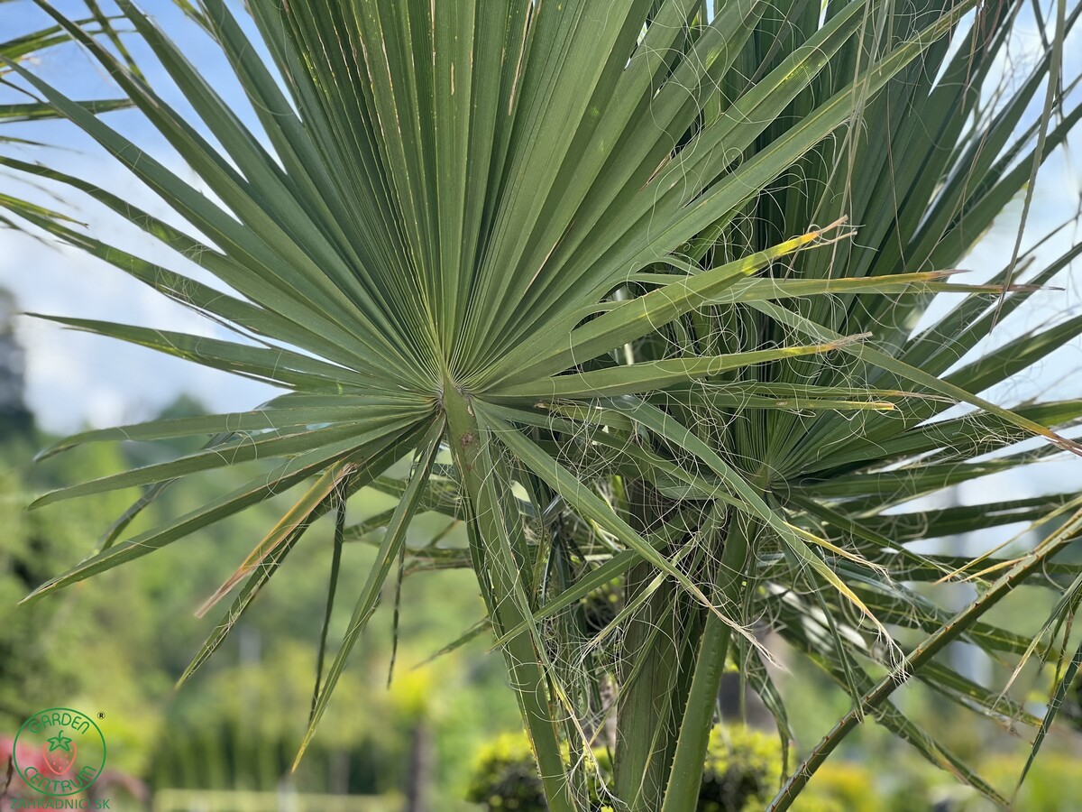 washingtonia filifera duo 590eur6
