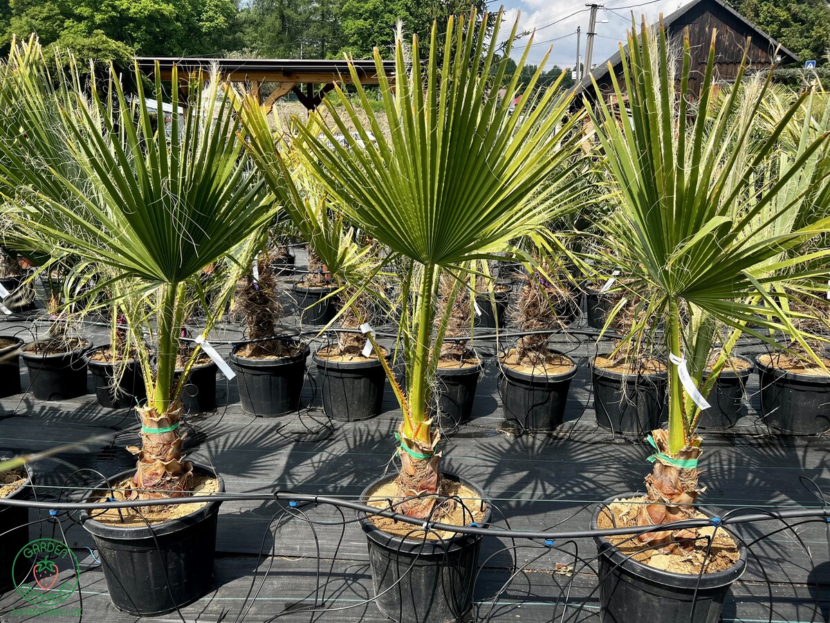 washingtonia filifera kmen25 30cm 4