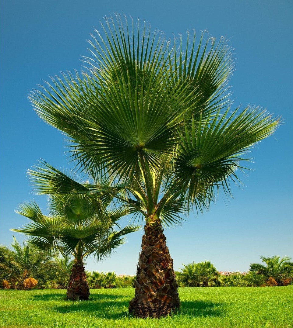 washingtonia filifera