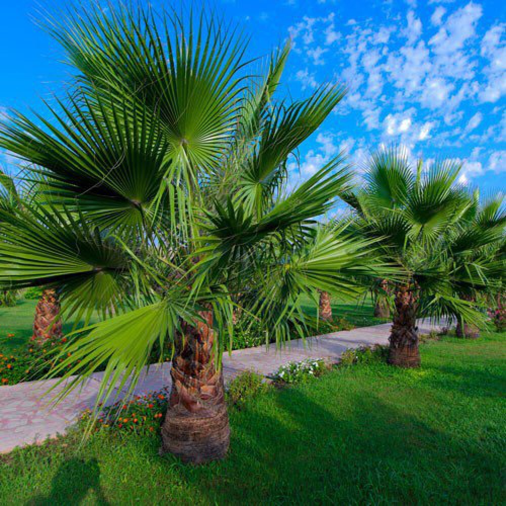 washingtonia robusta2